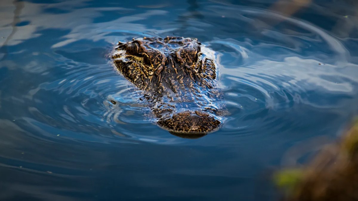 ABD’de timsah saldırısı: Yaralı kadın hastaneye kaldırıldı