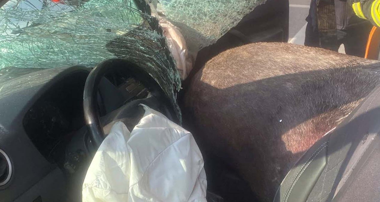 Gaziantep’te yola fırlayan at polis aracına girdi: Yaralılar var