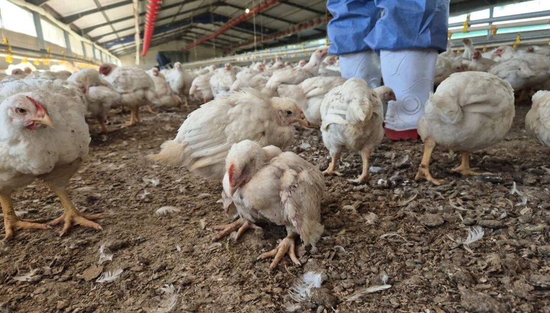 Kümeste toplu yamyamlık: Aç kalan tavuklar birbirini yedi, kalanları da şirket öldürdü